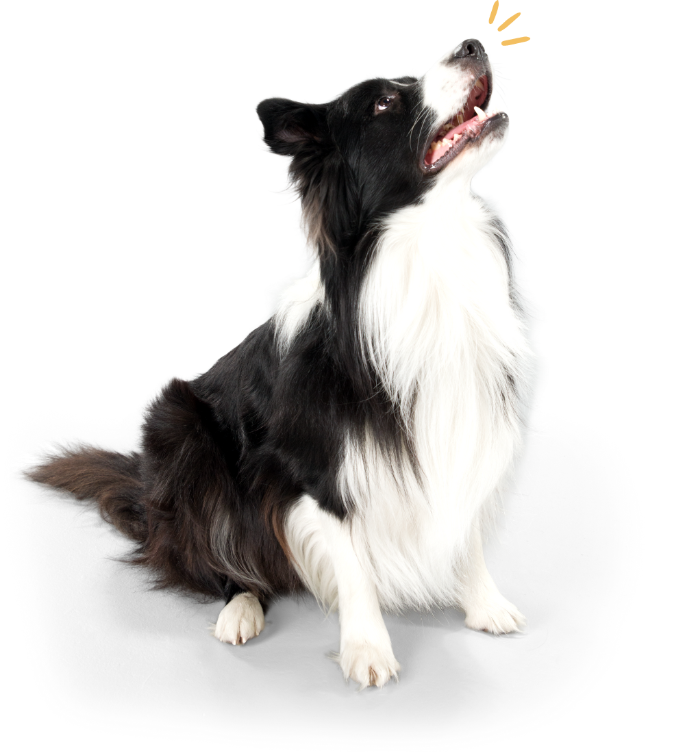 Border Collie sitting on rear legs